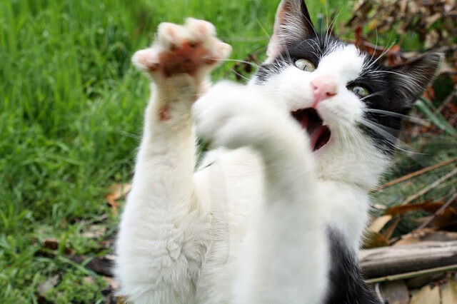 奇迹之夜!帕尔默闪电双响,厄瓜多尔掀翻墨西哥抢占冠军赛先机